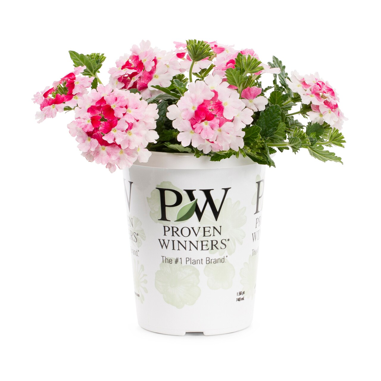 Proven Winners Multicolor Verbena In 1.5-pint Pot 5-pack In The Annuals 