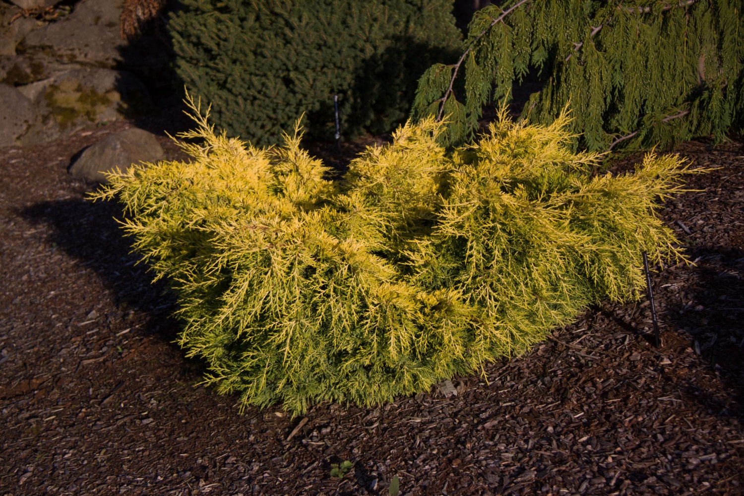 Spring Hill Nurseries 95010 shrubs - View #2