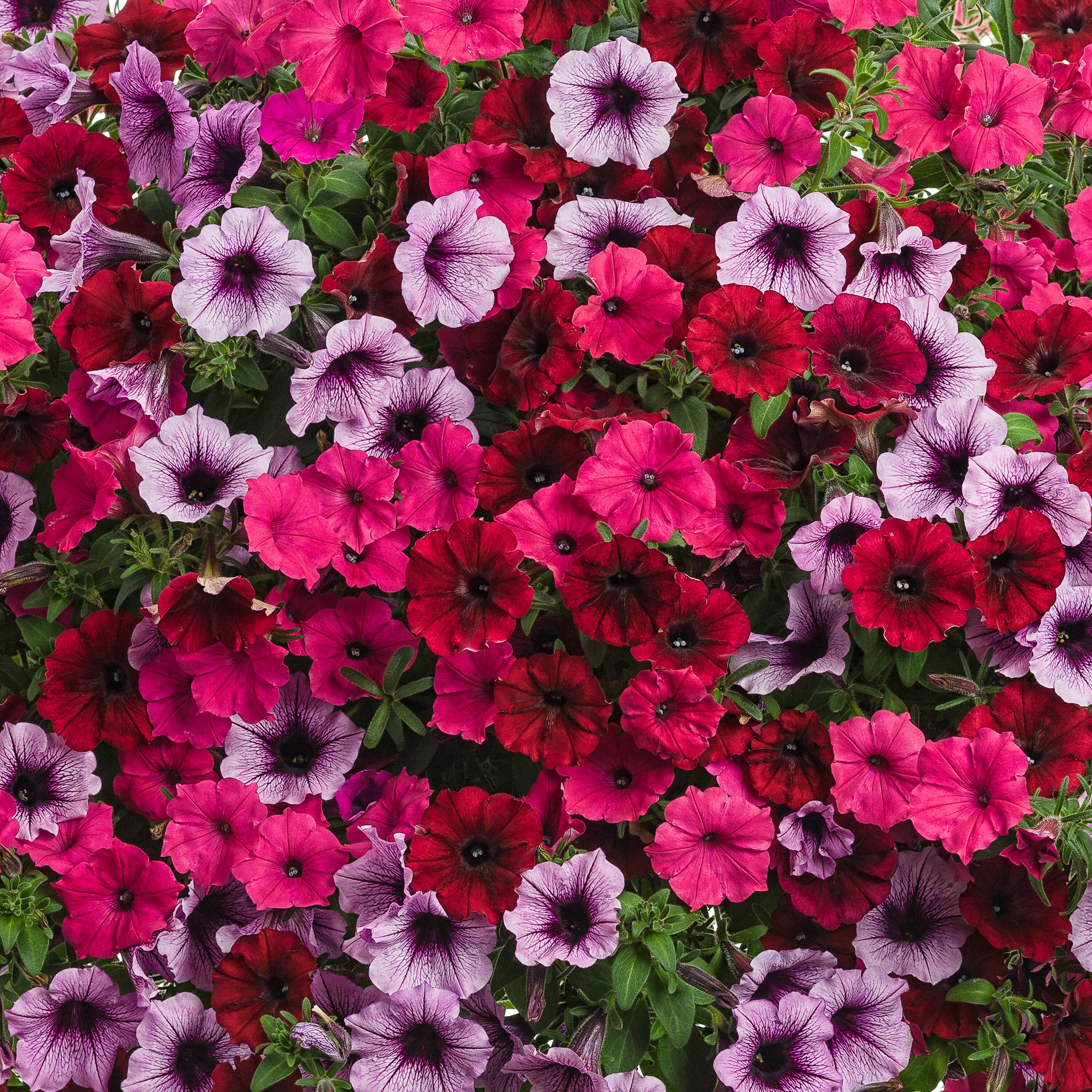 Proven Winners COMOOO5336106 annuals - View #3
