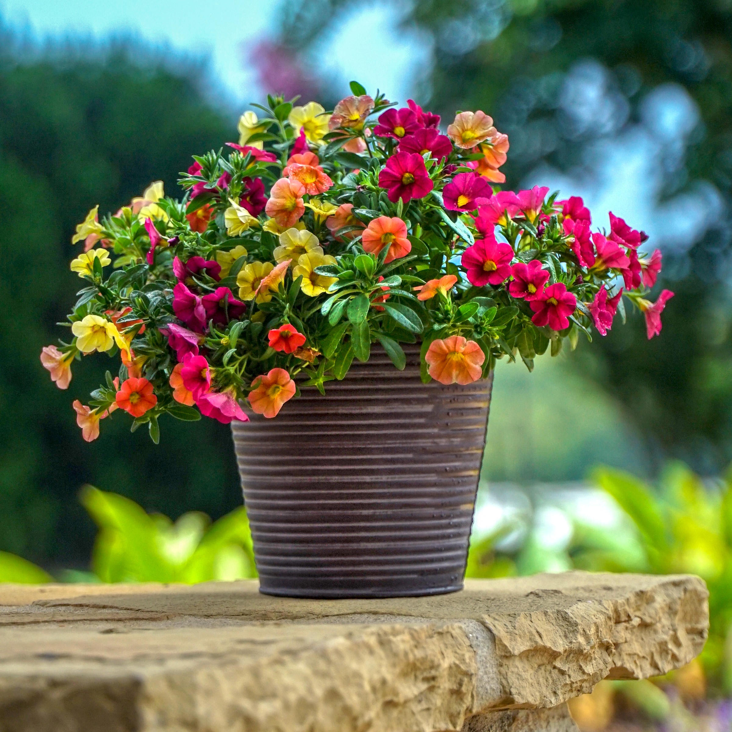 Lowe's 5273739 annuals - View #2