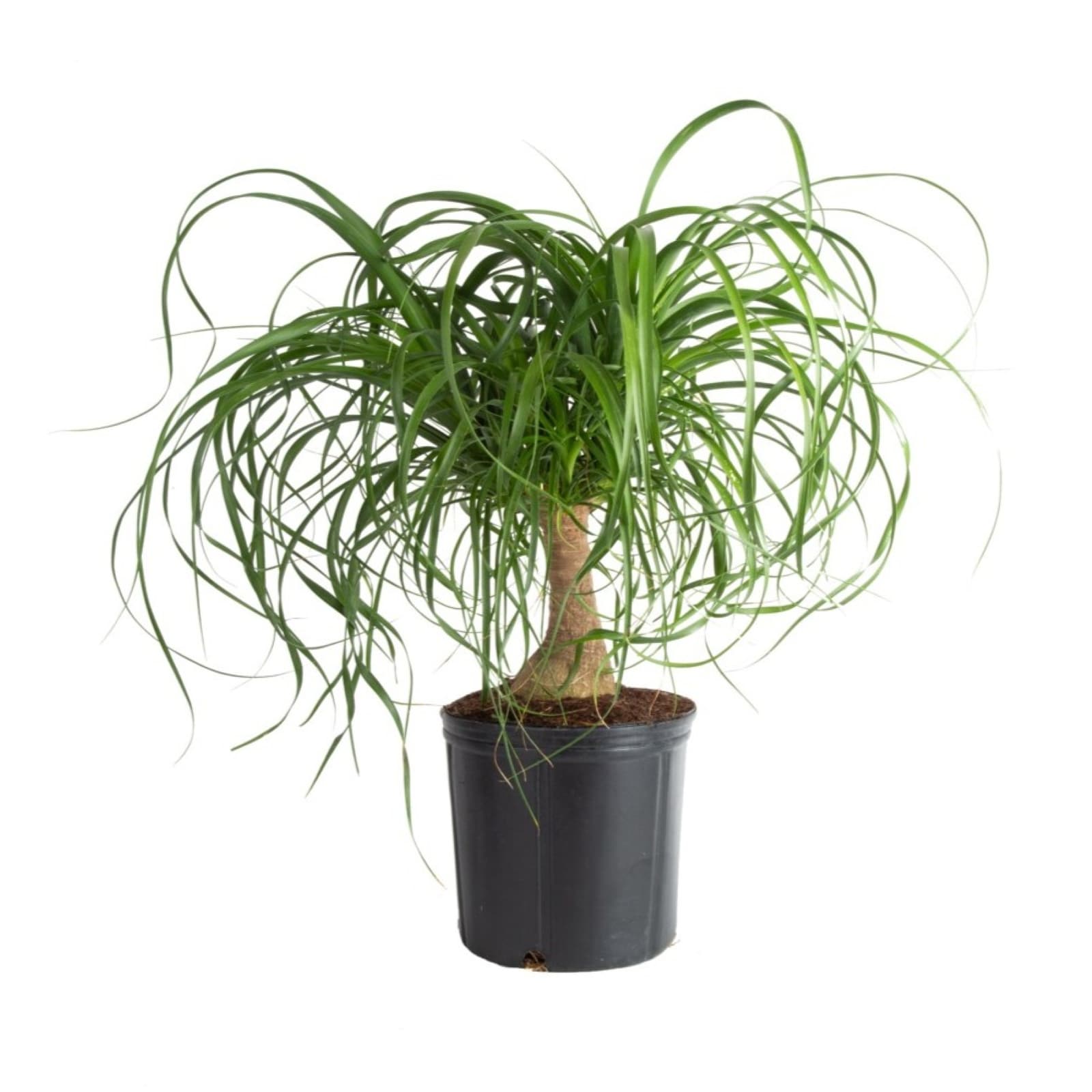 Lowe's 5483727 PONYTAIL PALM in 1 Pint Pot 1 -Pack