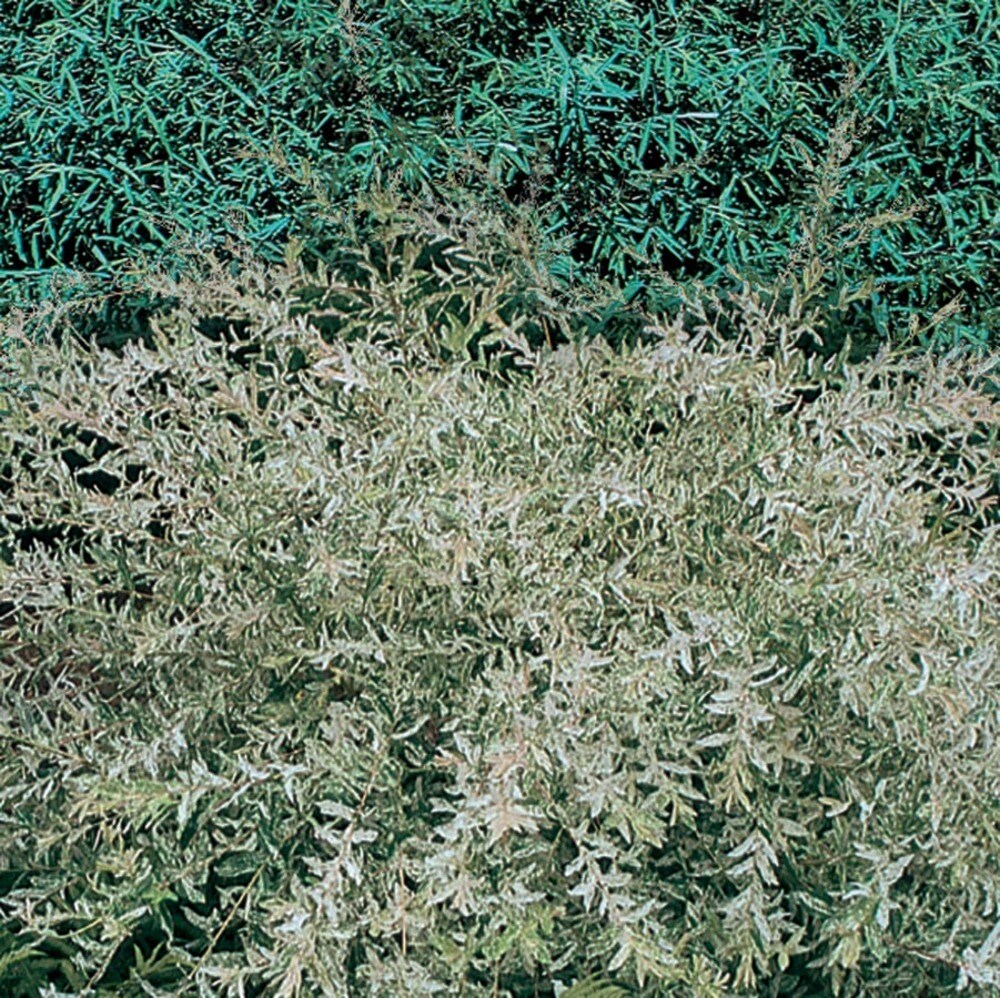  NURSERY 7.28 -Gallon Feature Dappled Willow In pot (with soil)