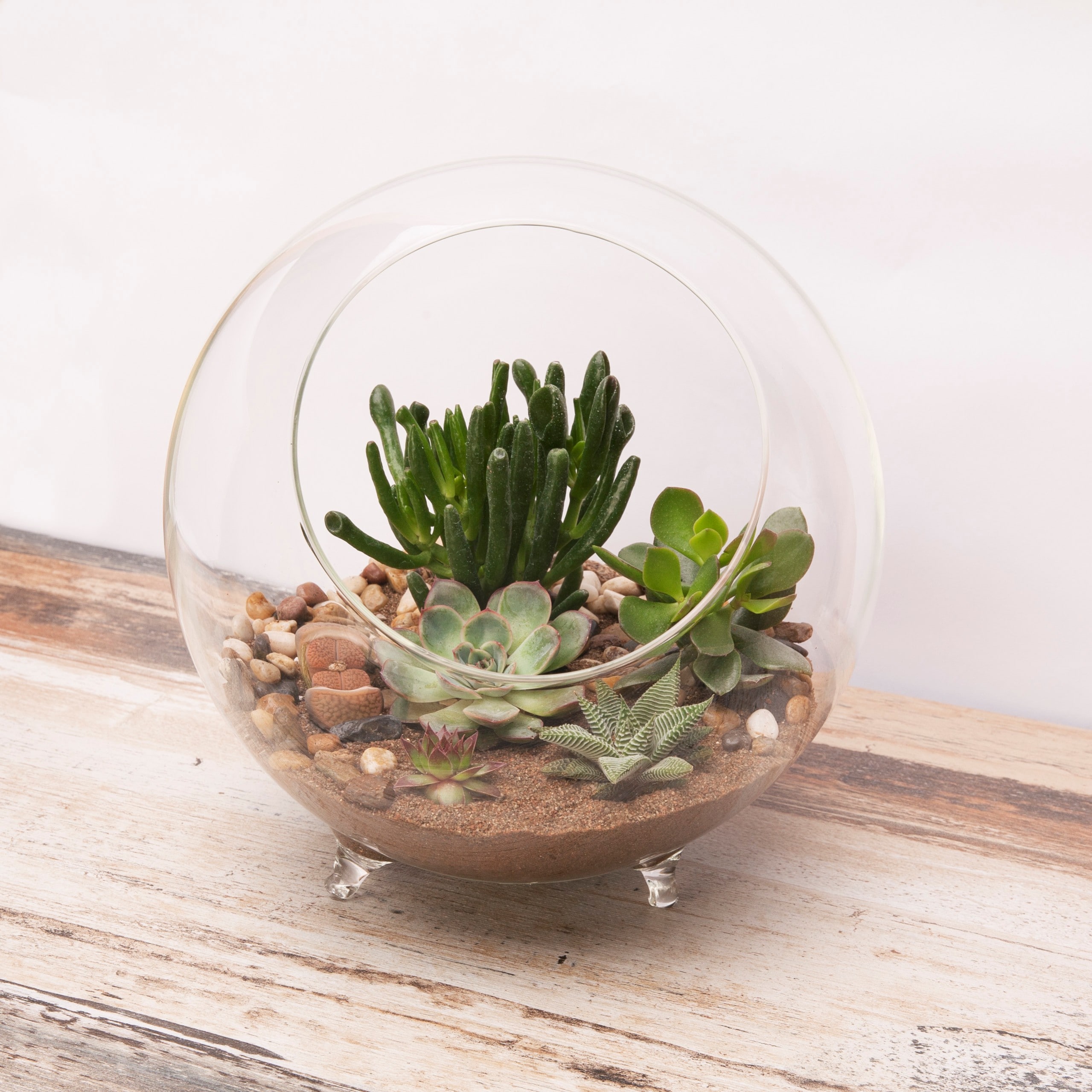  82145L Terrariums-Habitats - View #2