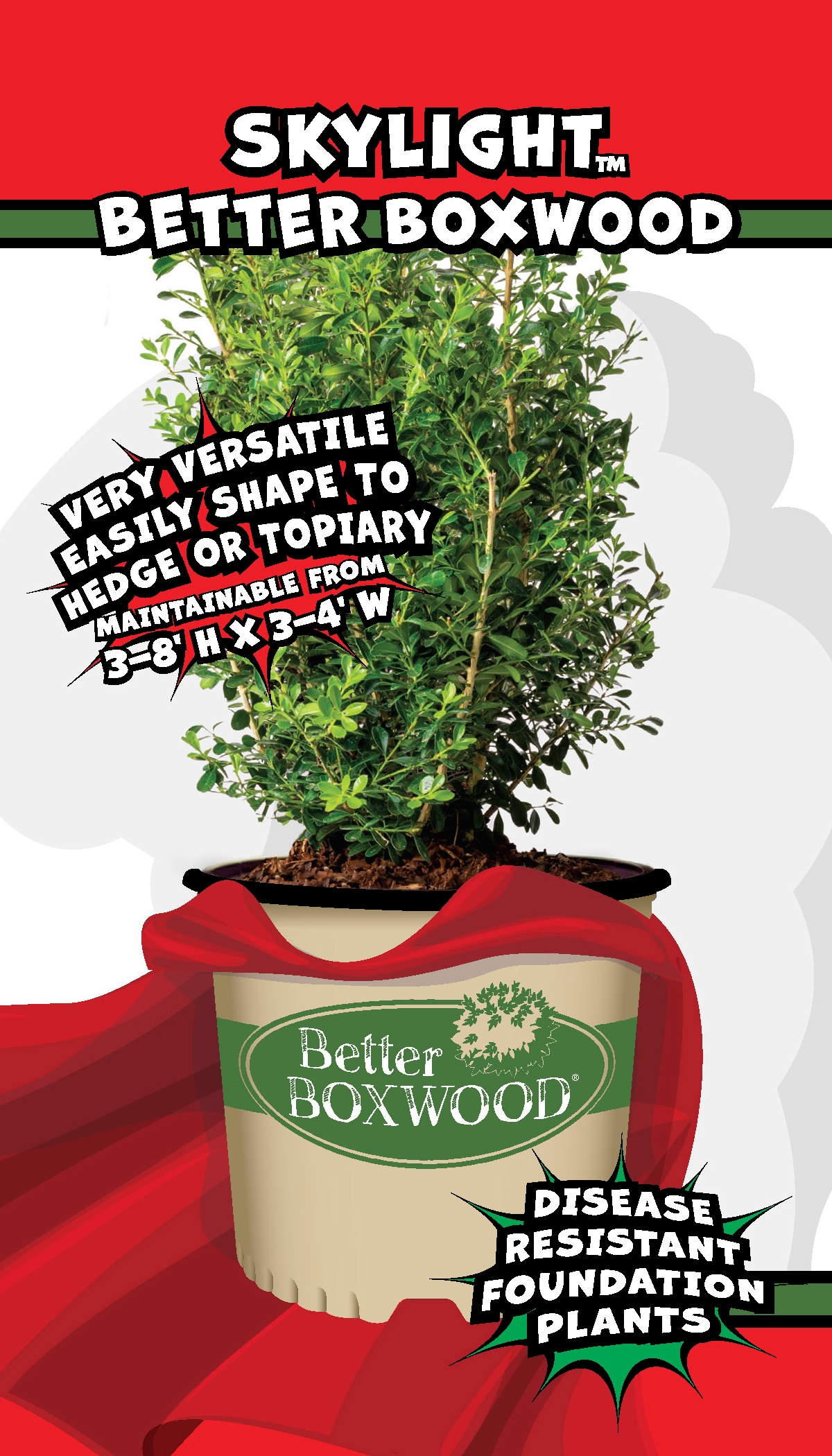 Better BOXWOOD 9064Q-1 shrubs - View #6