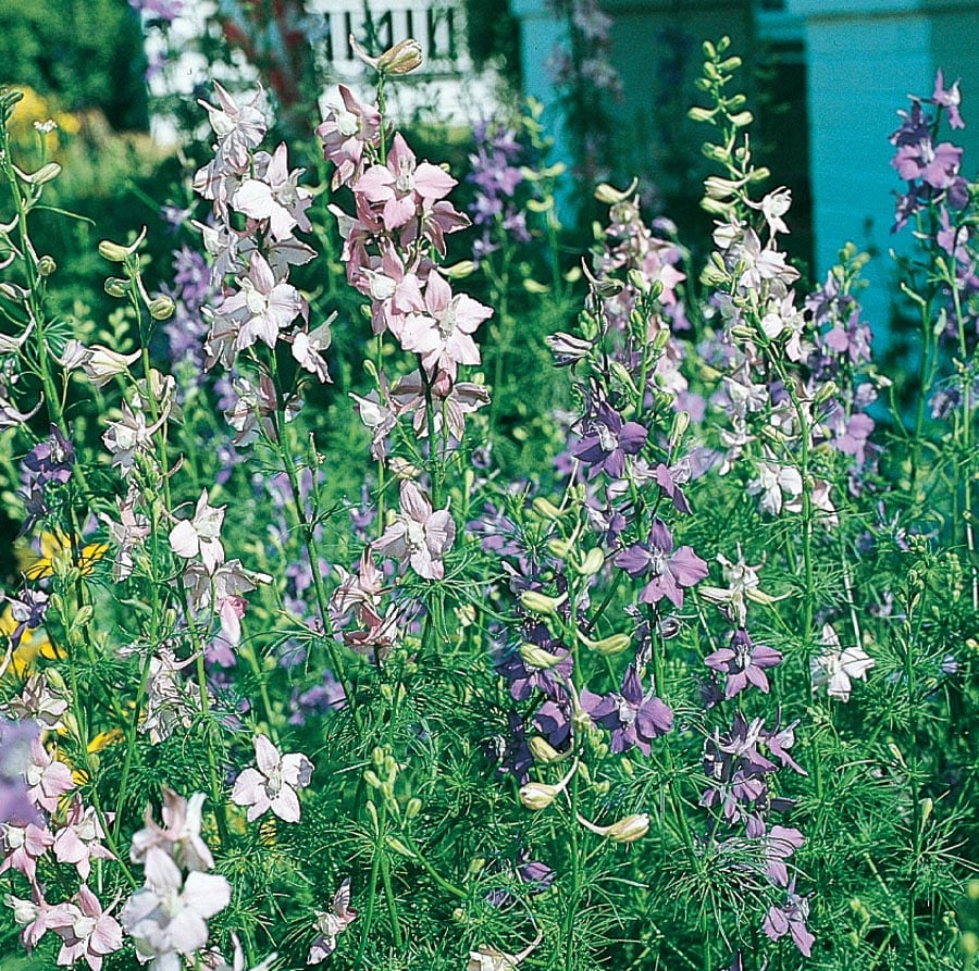 Pink Larkspur – Fable Flowers