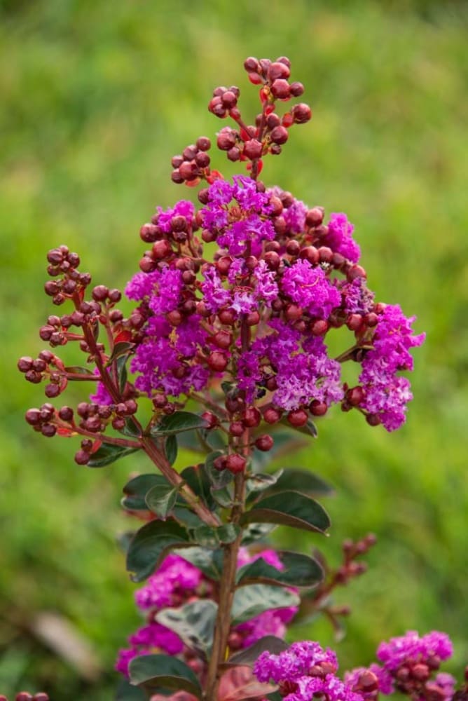 Spring Hill Nurseries 75437 shrubs - View #3