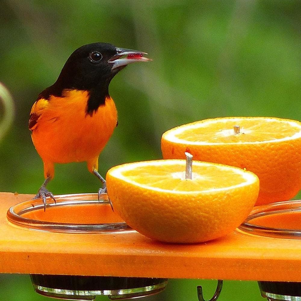 BIRDS CHOICE SNOF Bird-Feeders - View #6