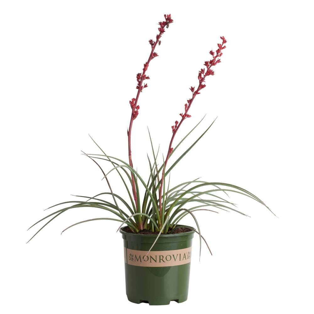 Monrovia 064182 Red Brakelights Yucca Plant in -Gallon Pot