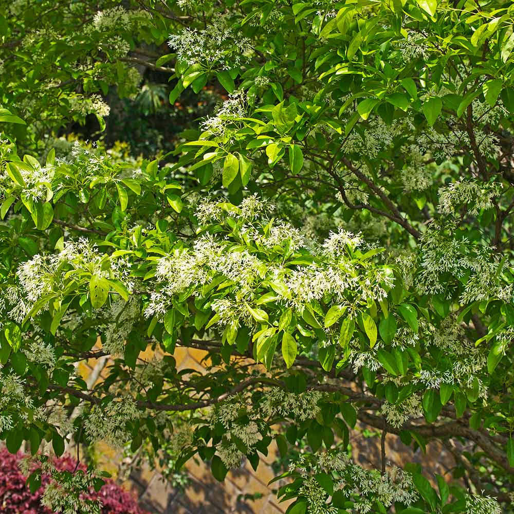 Brighter Blooms 10528 trees - View #4