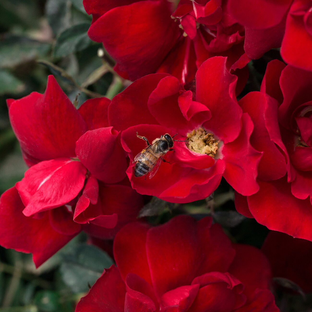 Van Zyverden 84601 roses - View #4