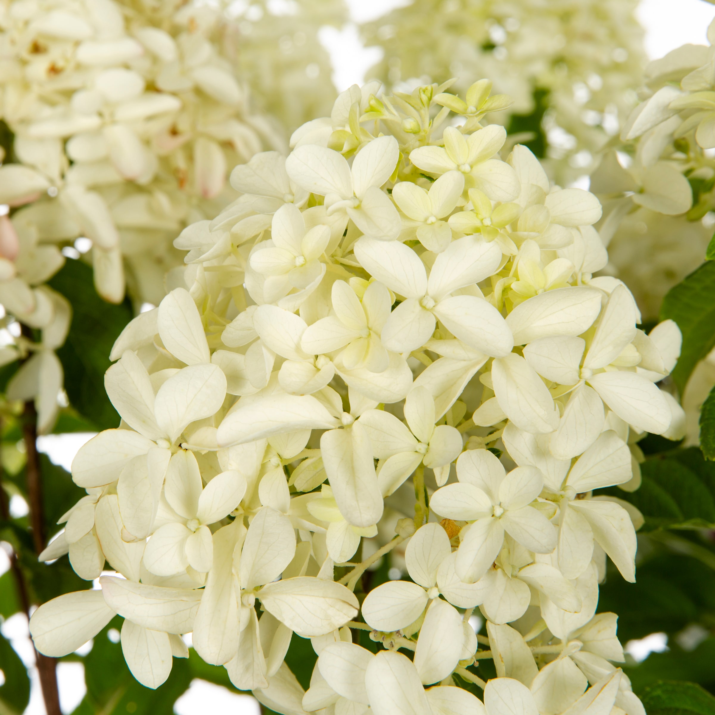 Proven Winners NURSERY shrubs - View #2