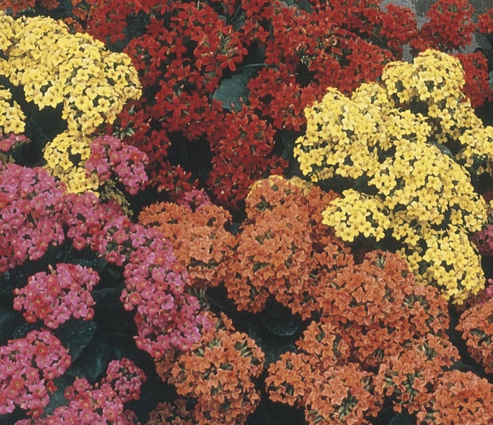 Lowe's 1.40 QT. KALANCHOE Multicolor Kalanchoe in Quart(s) Pot