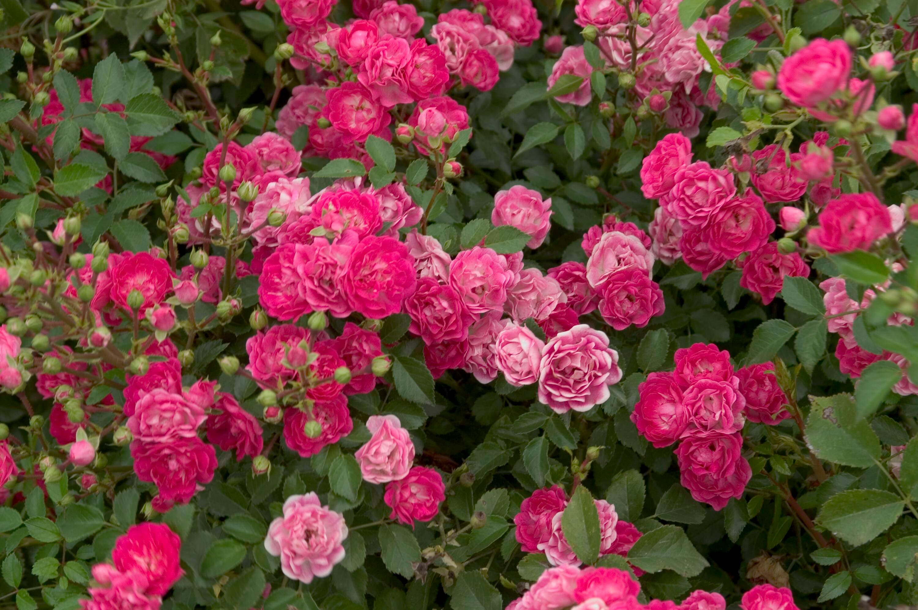 Lowe's NURSERY roses - View #6