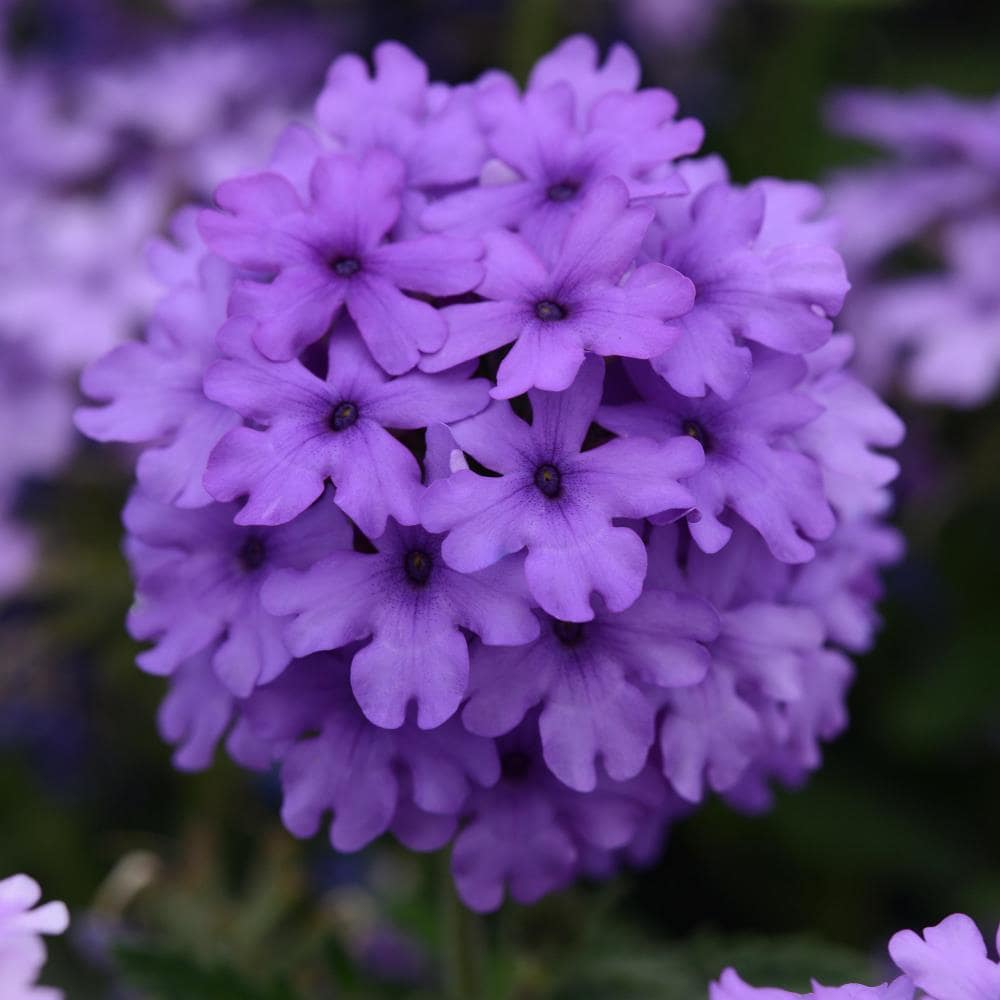 national-plant-network-blue-annuals-at-lowes