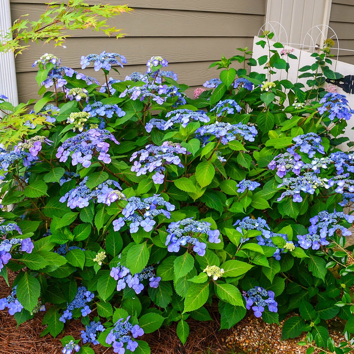 Spring Hill Nurseries 77016 shrubs - View #3