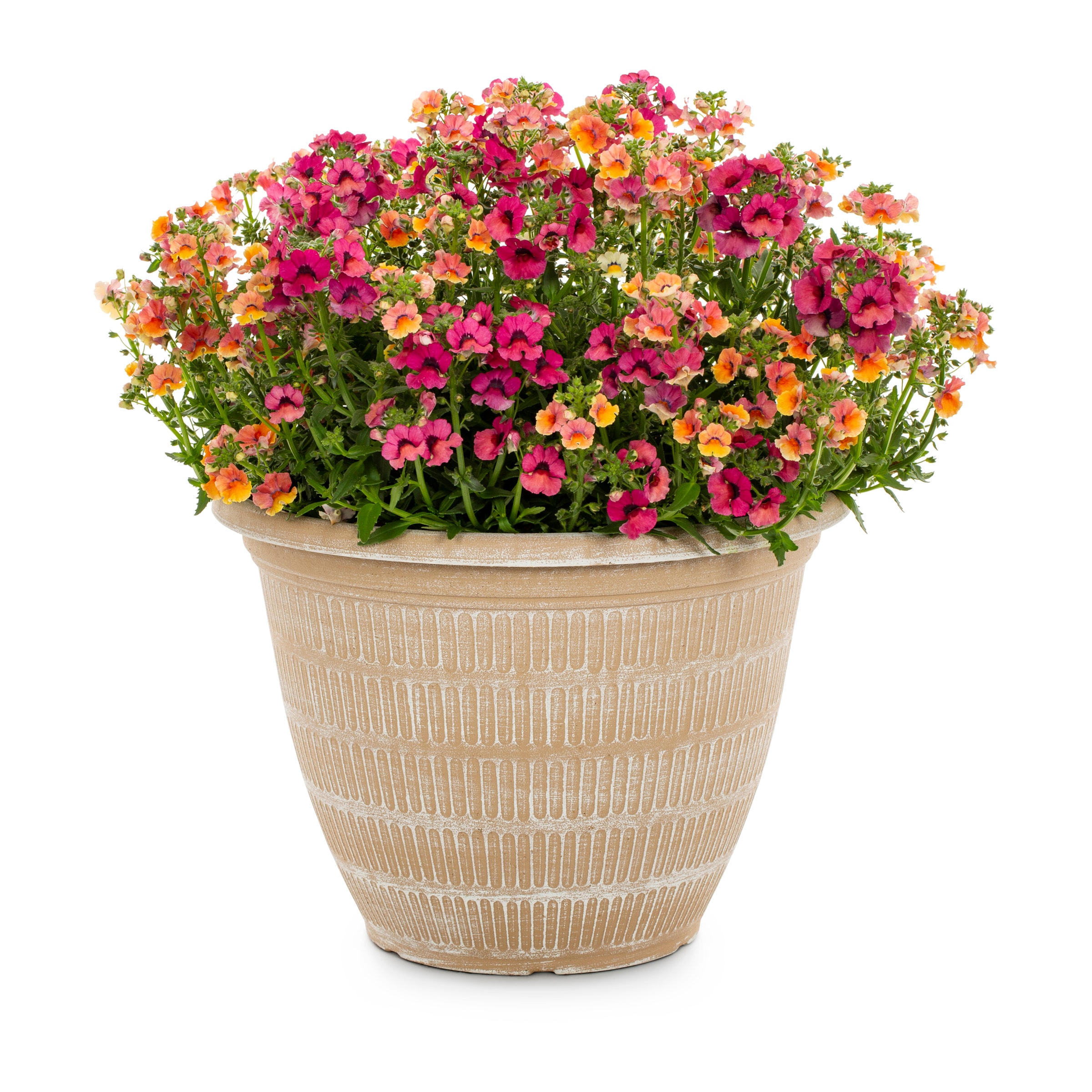 Planter Nemesia Plants, Bulbs & Seeds at Lowes.com