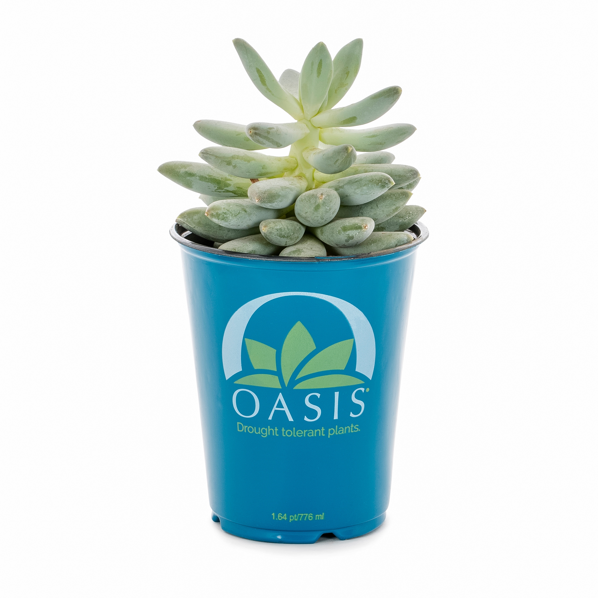 Lowe's 937381 Cacti-Succulents - View #8