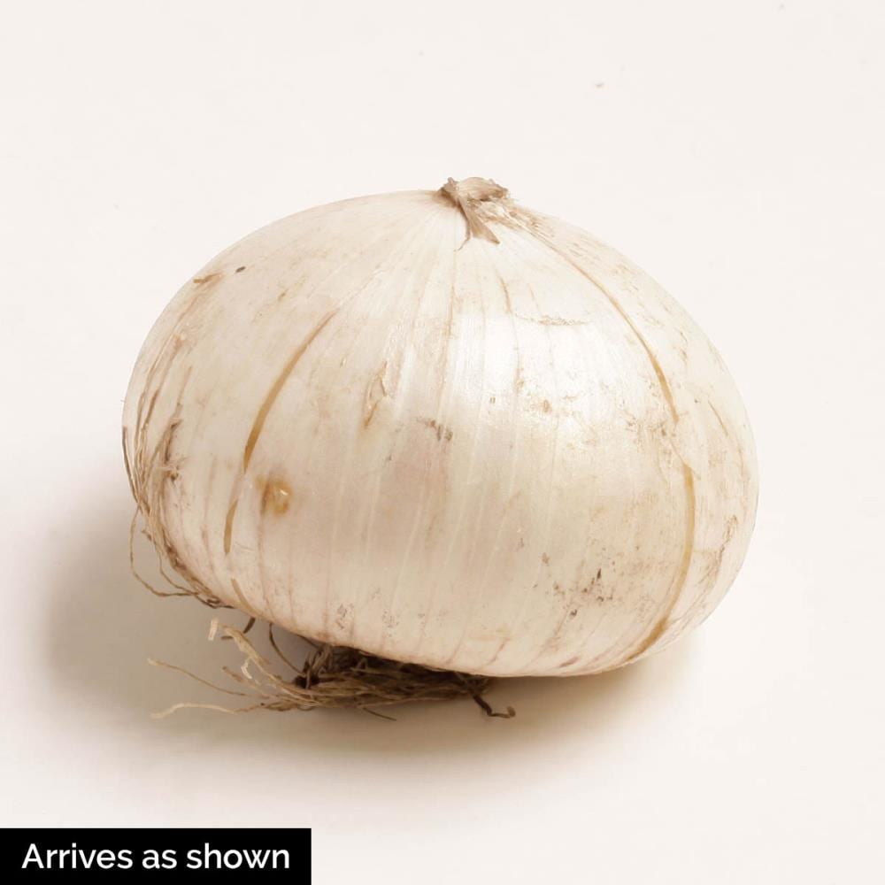 Breck's 91864 Plant-Bulbs - View #4