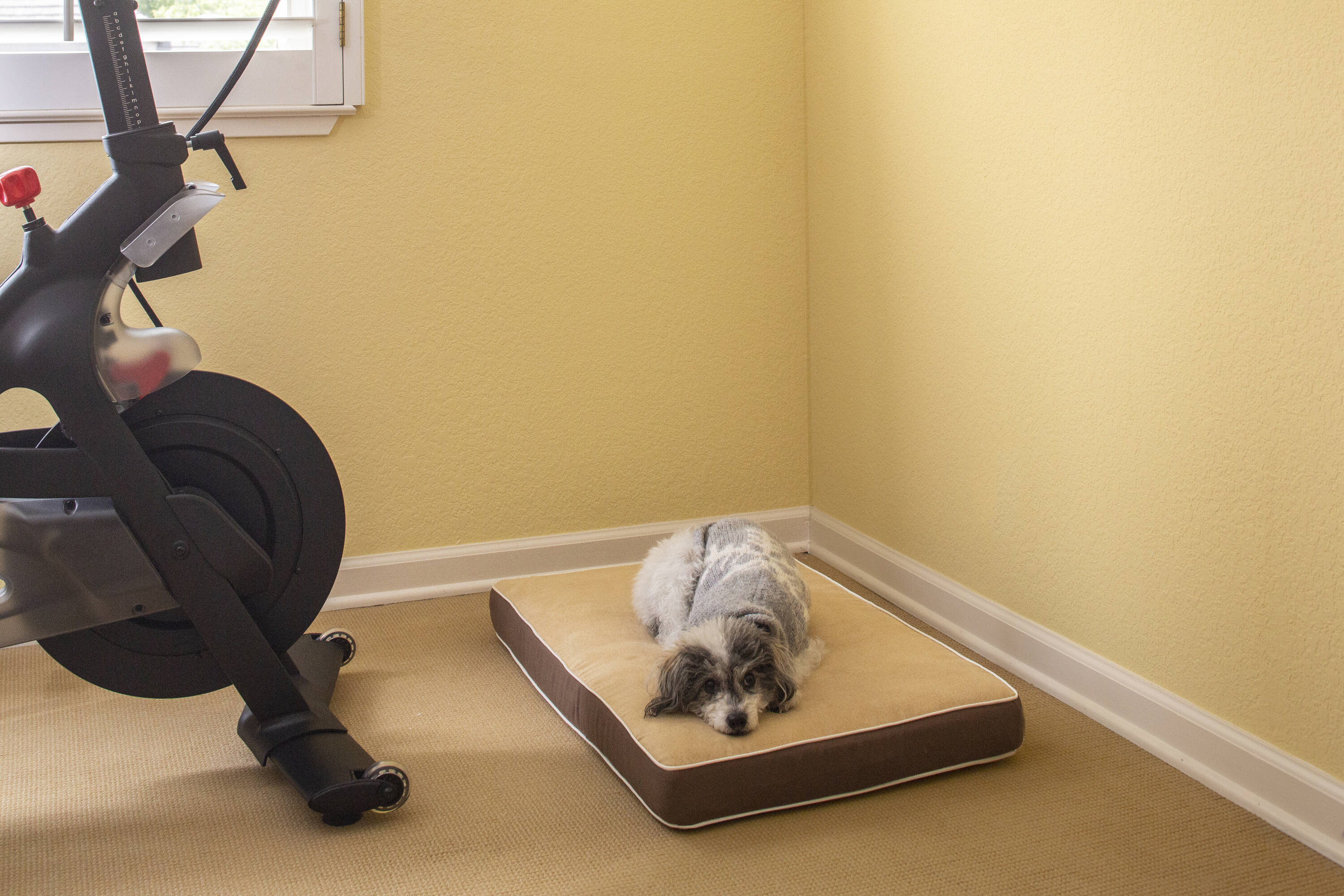 New Age Pet CSH400-L Rectangular Brown Polyester Pillow Dog Bed ( Large )