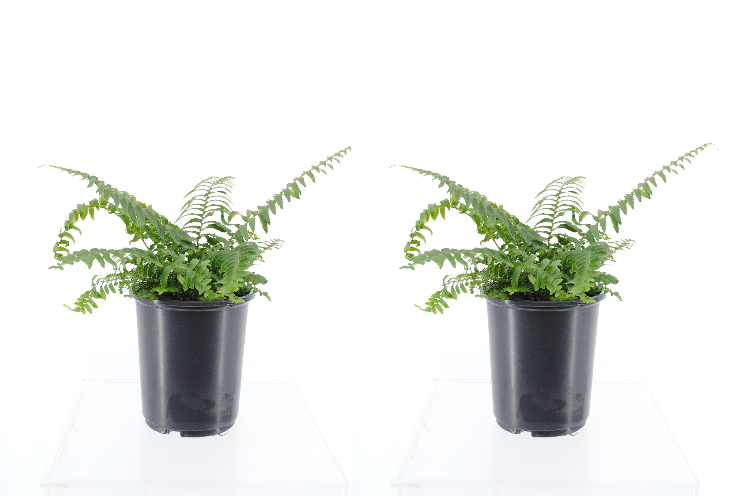  1015 Western Sword Fern Plant in 2.5 -Quart Pot 2.0 -Pack