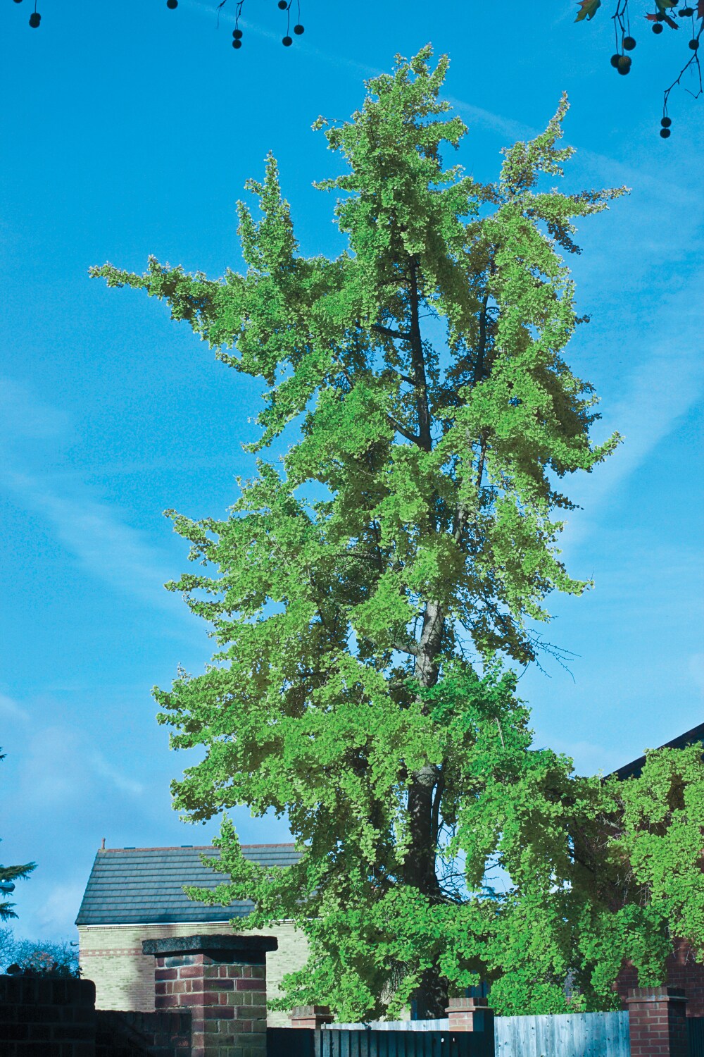Spring Hill Nurseries 96371 trees - View #2