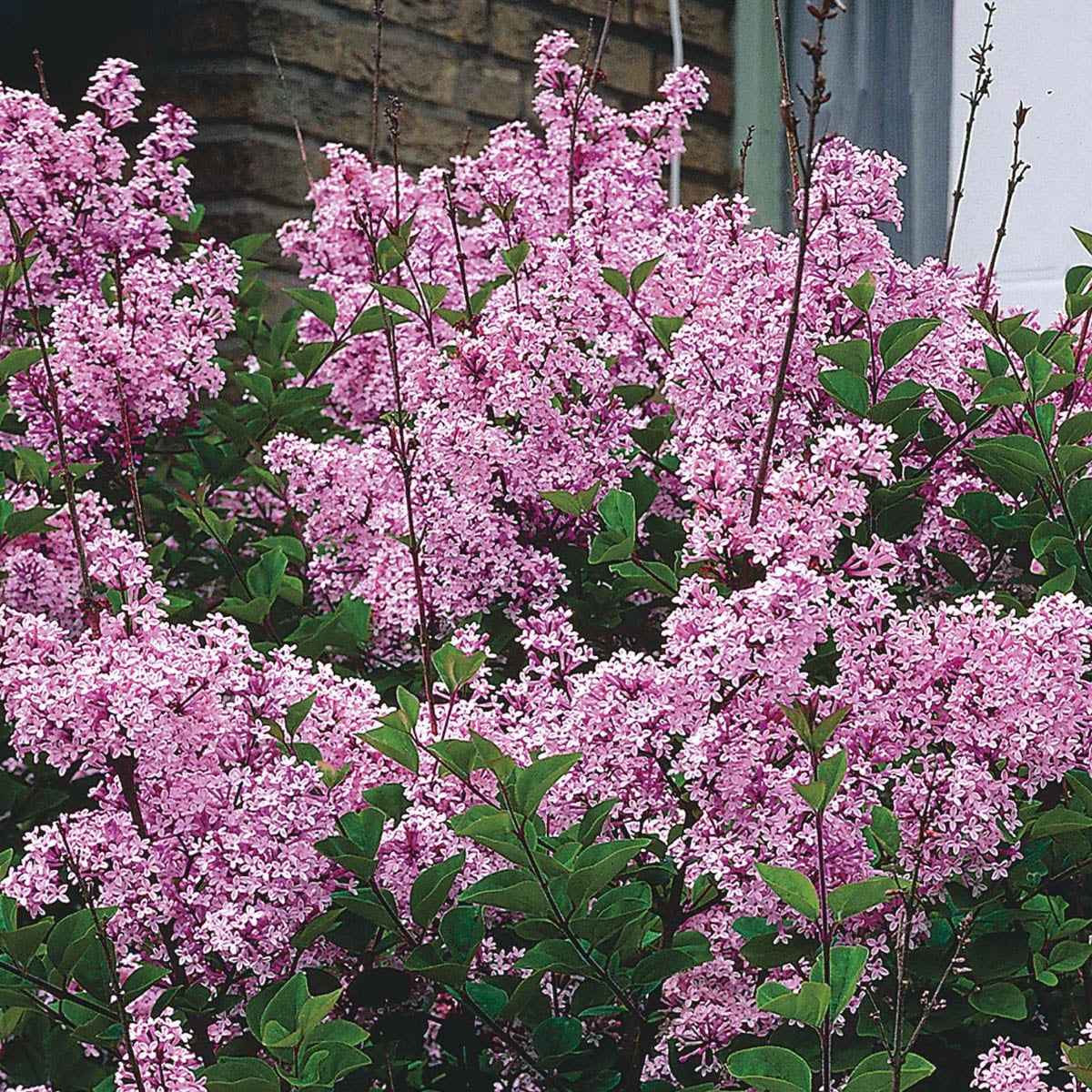 Spring Hill Nurseries 83539 shrubs - View #3