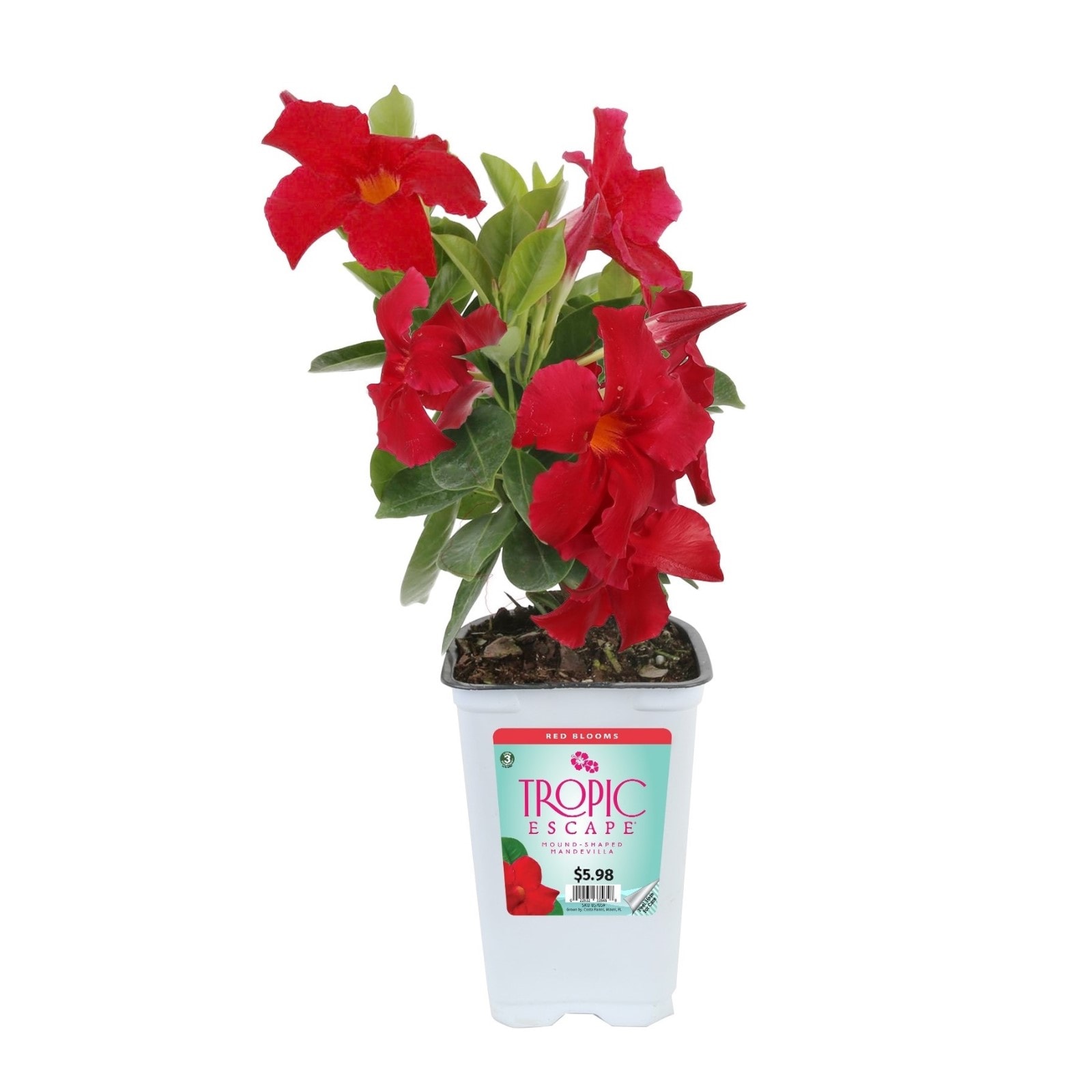 Lowe's NURSERY Red Bush Mandevilla Shrub in 1-Quart