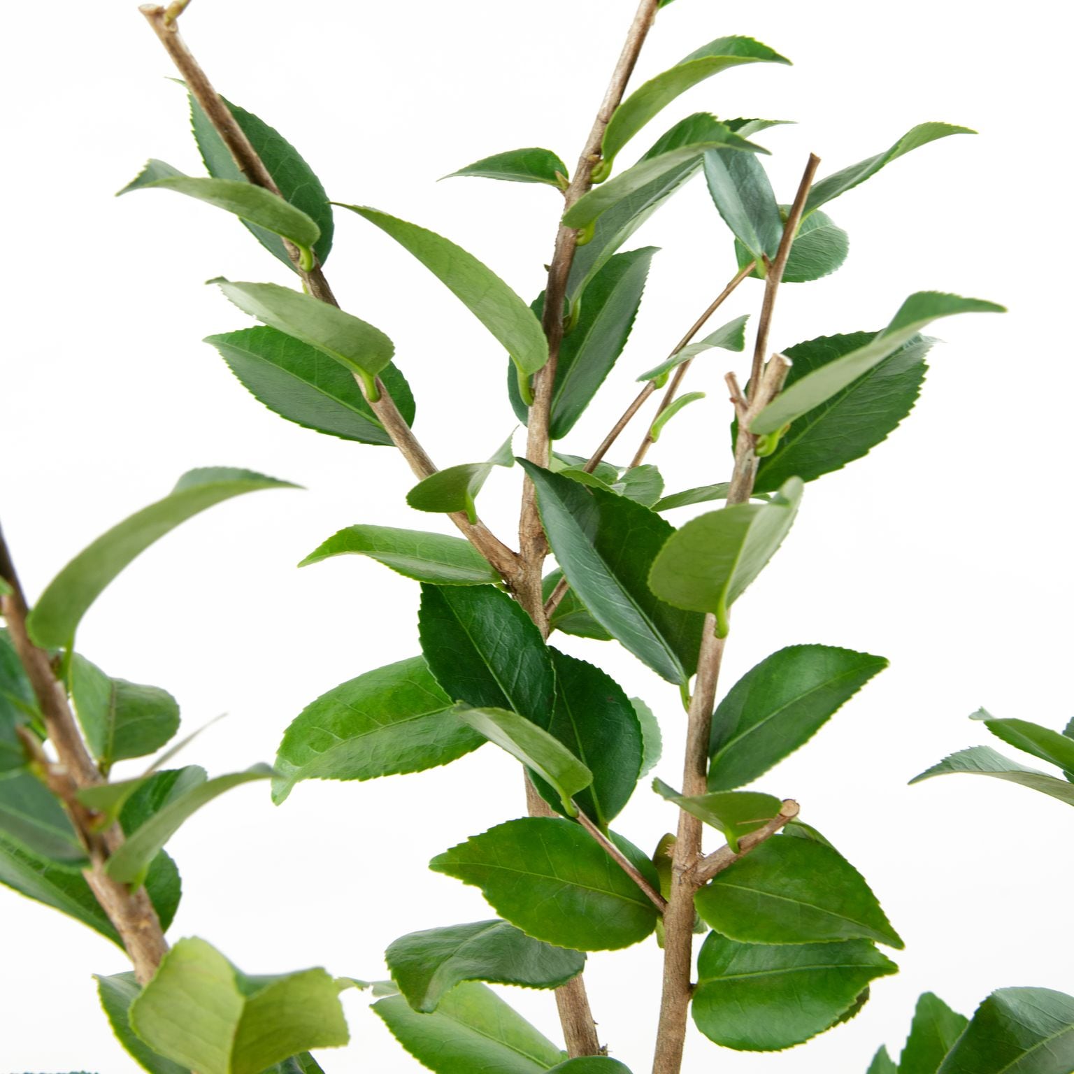National Plant Network LW7504 shrubs - View #4