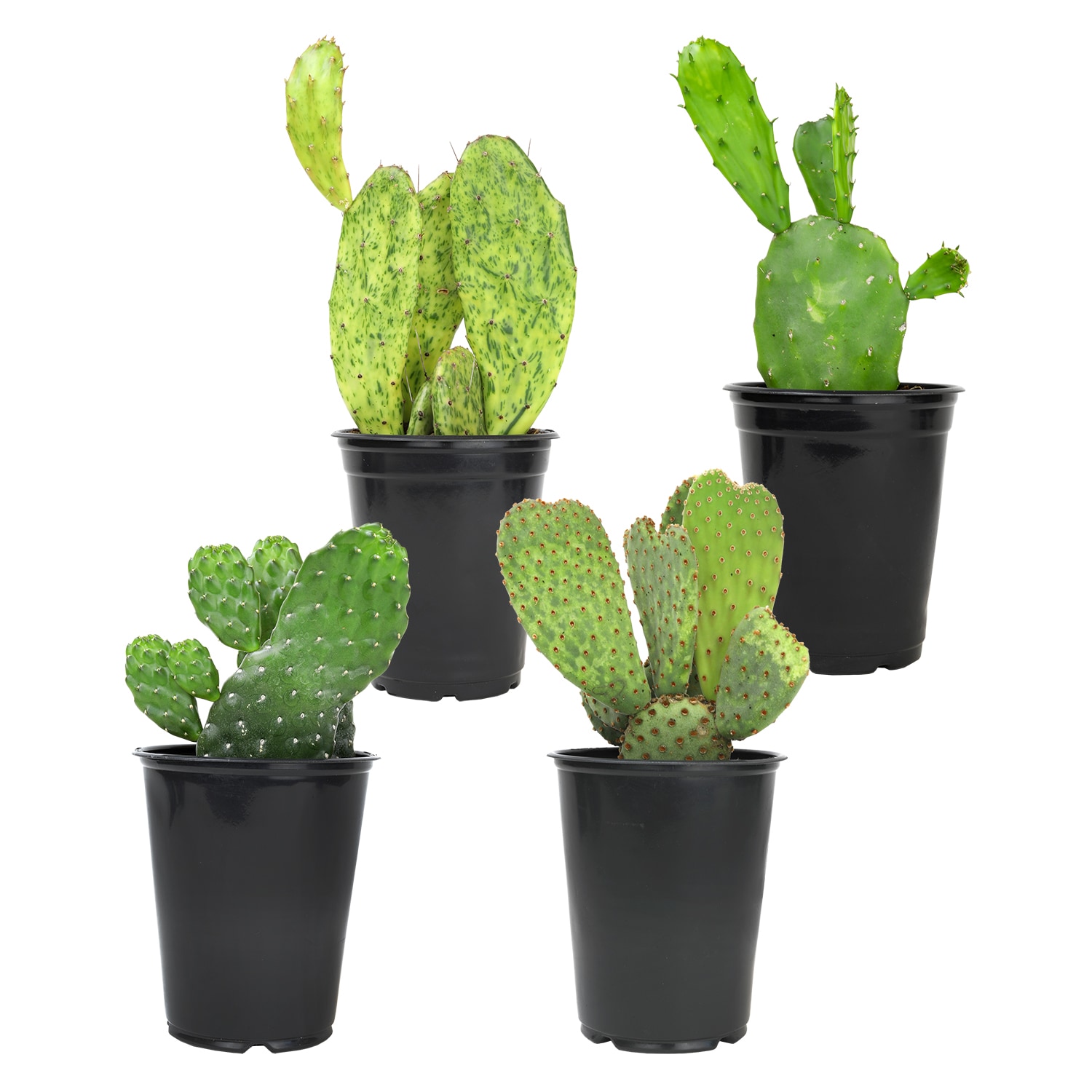 Altman Plants 0872637 4-Pack Opuntia in 1.64-Pint Pot