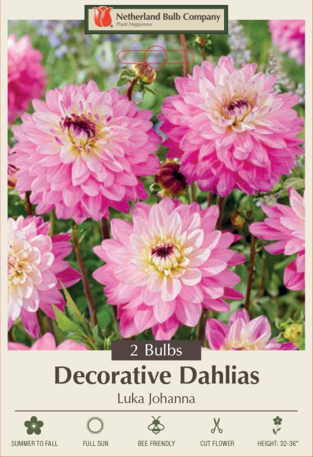 Hirt's Gardens - Luka Johanna Decorative Dahlia - 2 Bulbs