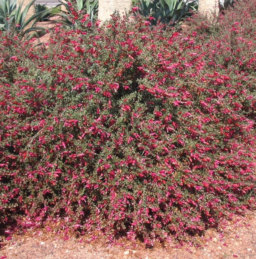 Lowe's Red Valentine Emu Bush Accent Shrub In Pot (With Soil) in the Shrubs  department at Lowes.com