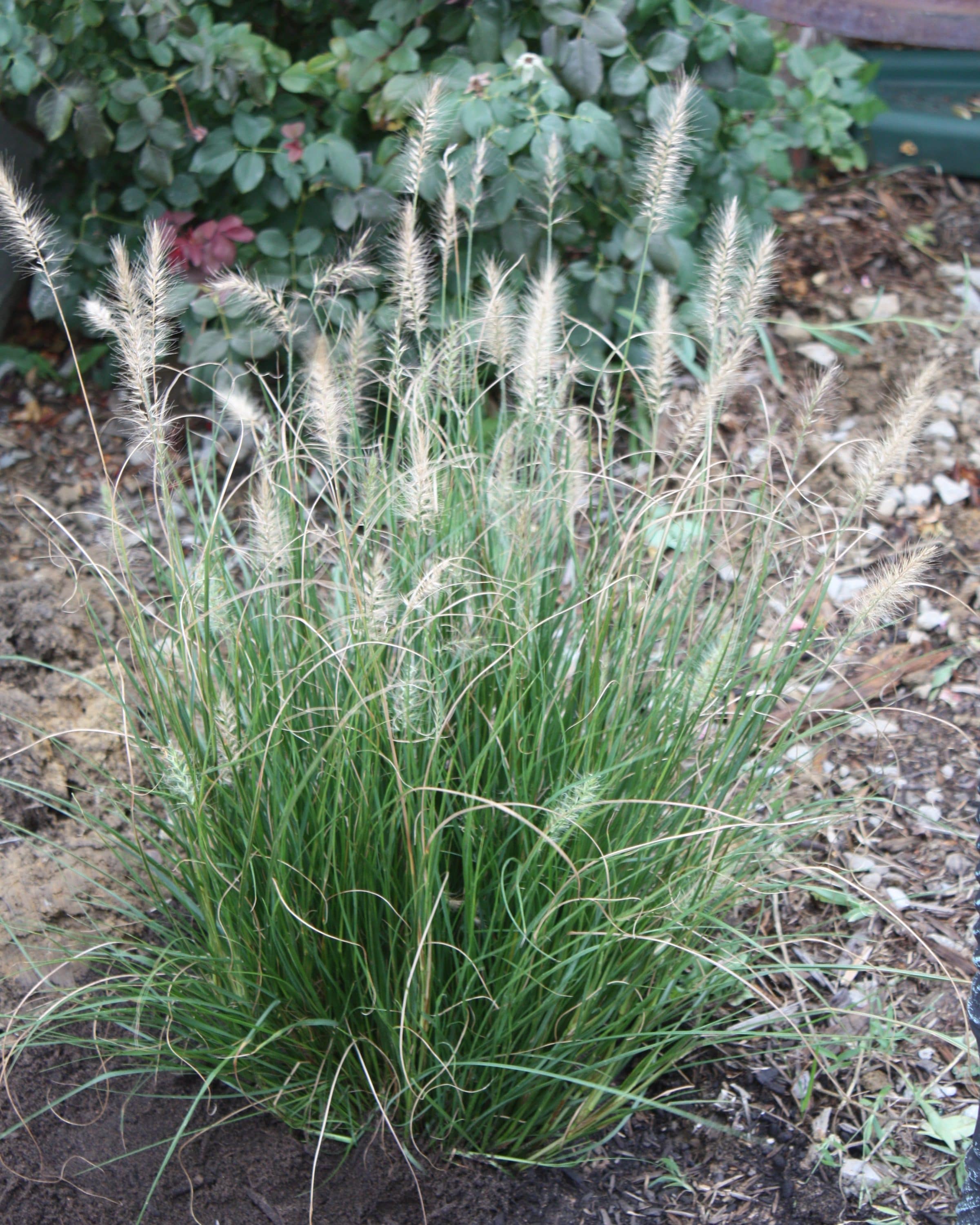  GROR009 shrubs - View #2