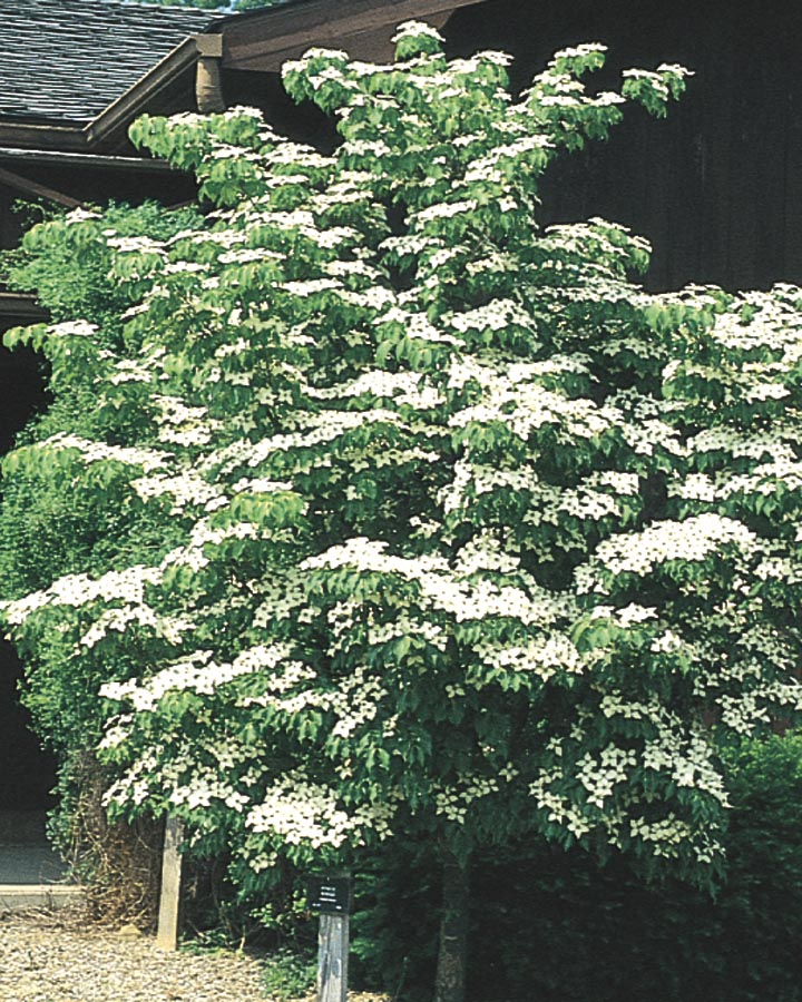  NURSERY 6-Gallon White Flowering Tree Kousa Dogwood In Pot (With Soil)