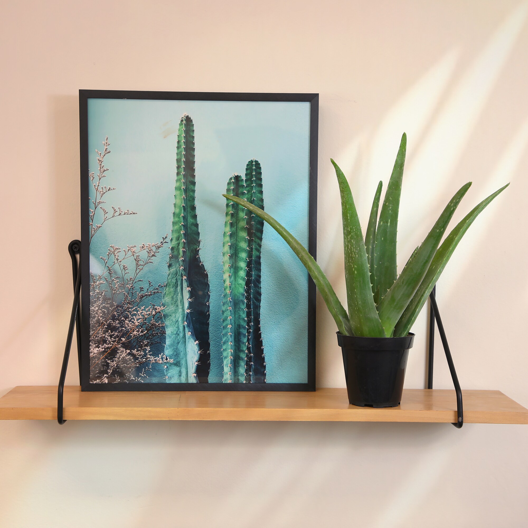 Altman Plants 0881032 Cacti-Succulents - View #4