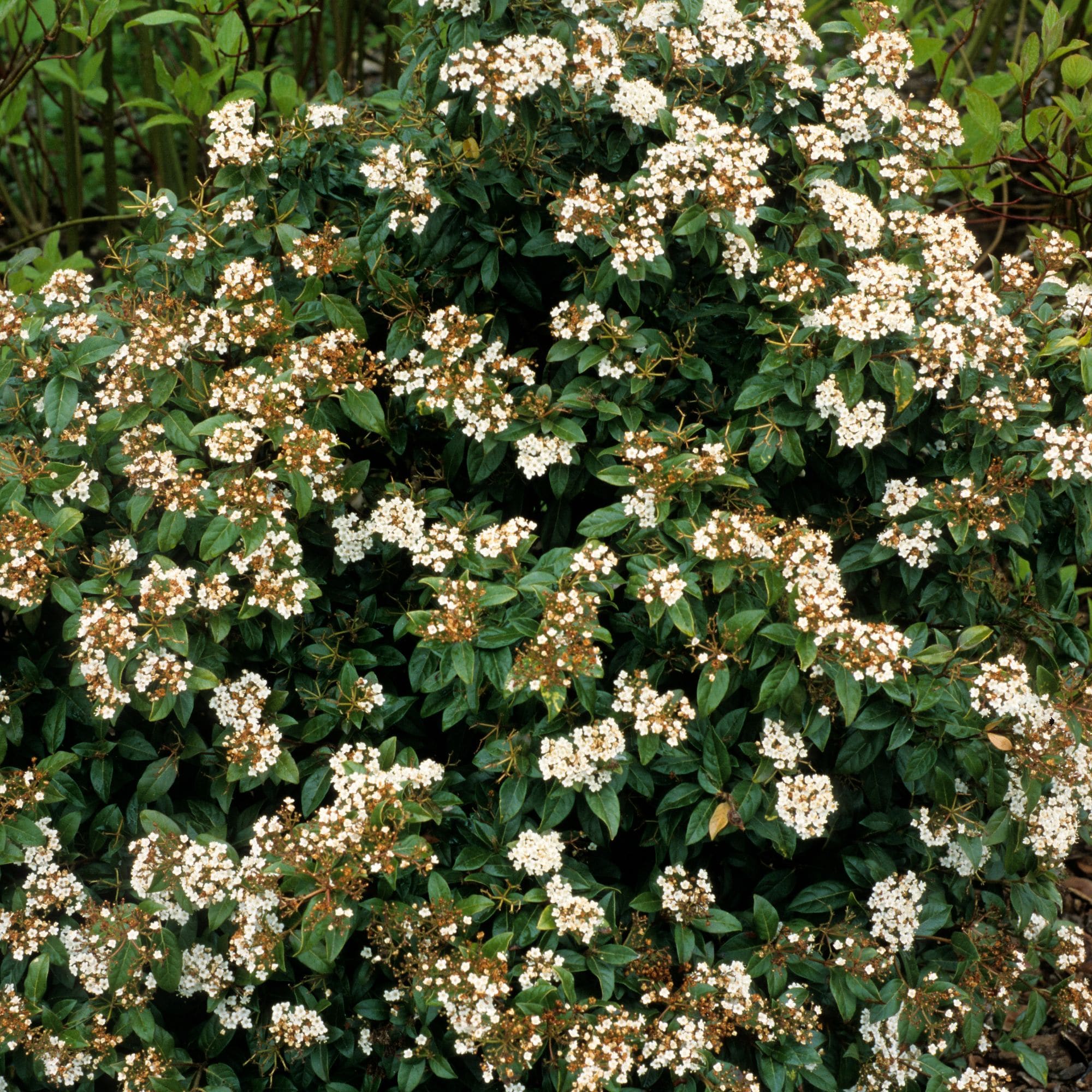 Alder & Oak White Viburnum Flowering Shrub in 3.2-Gallon Pot in the ...