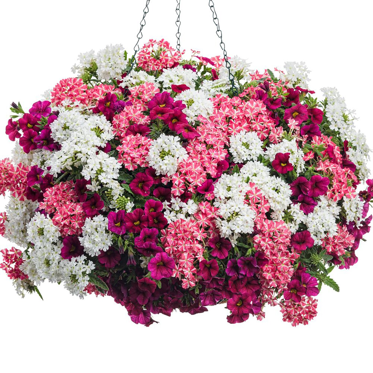 Proven Winners BELPRW1027504 annuals - View #6