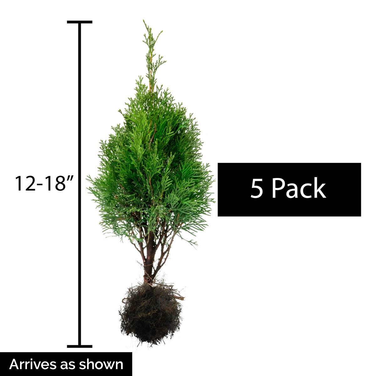 Spring Hill Nurseries 77747 shrubs - View #4