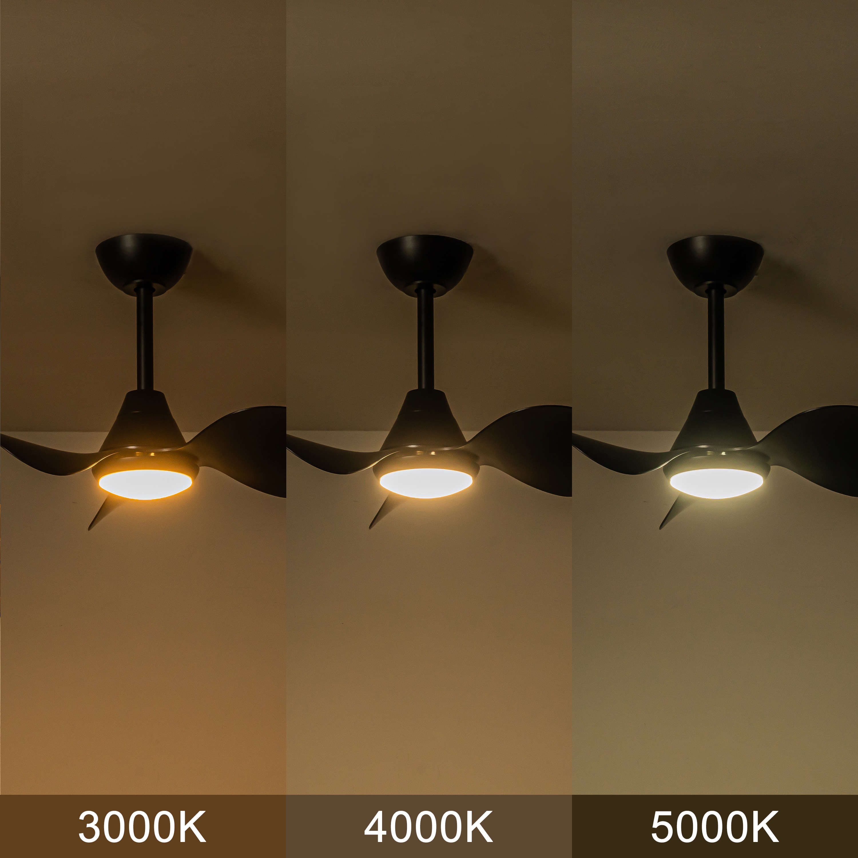 C Cattleya LCA2435-CF Ceiling-Fans - View #3