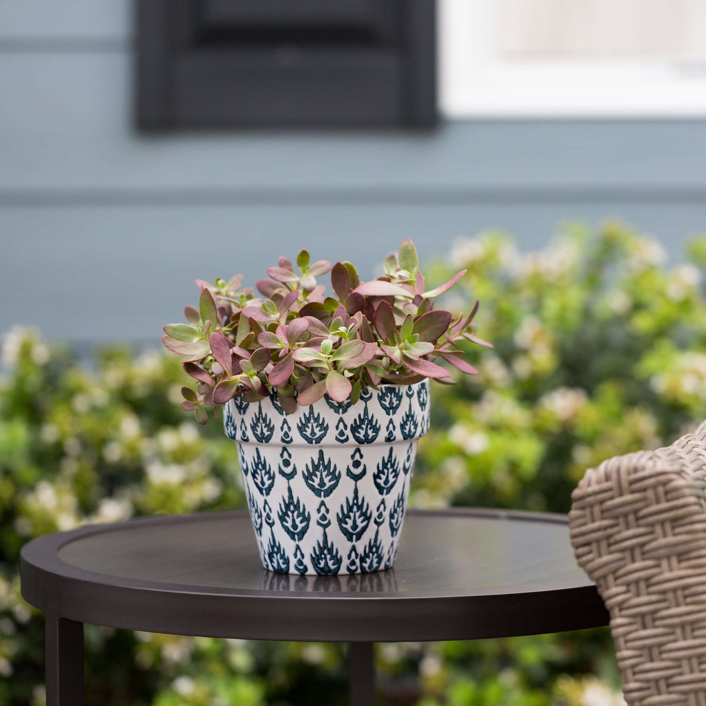 Monrovia 5077 perennials - View #3