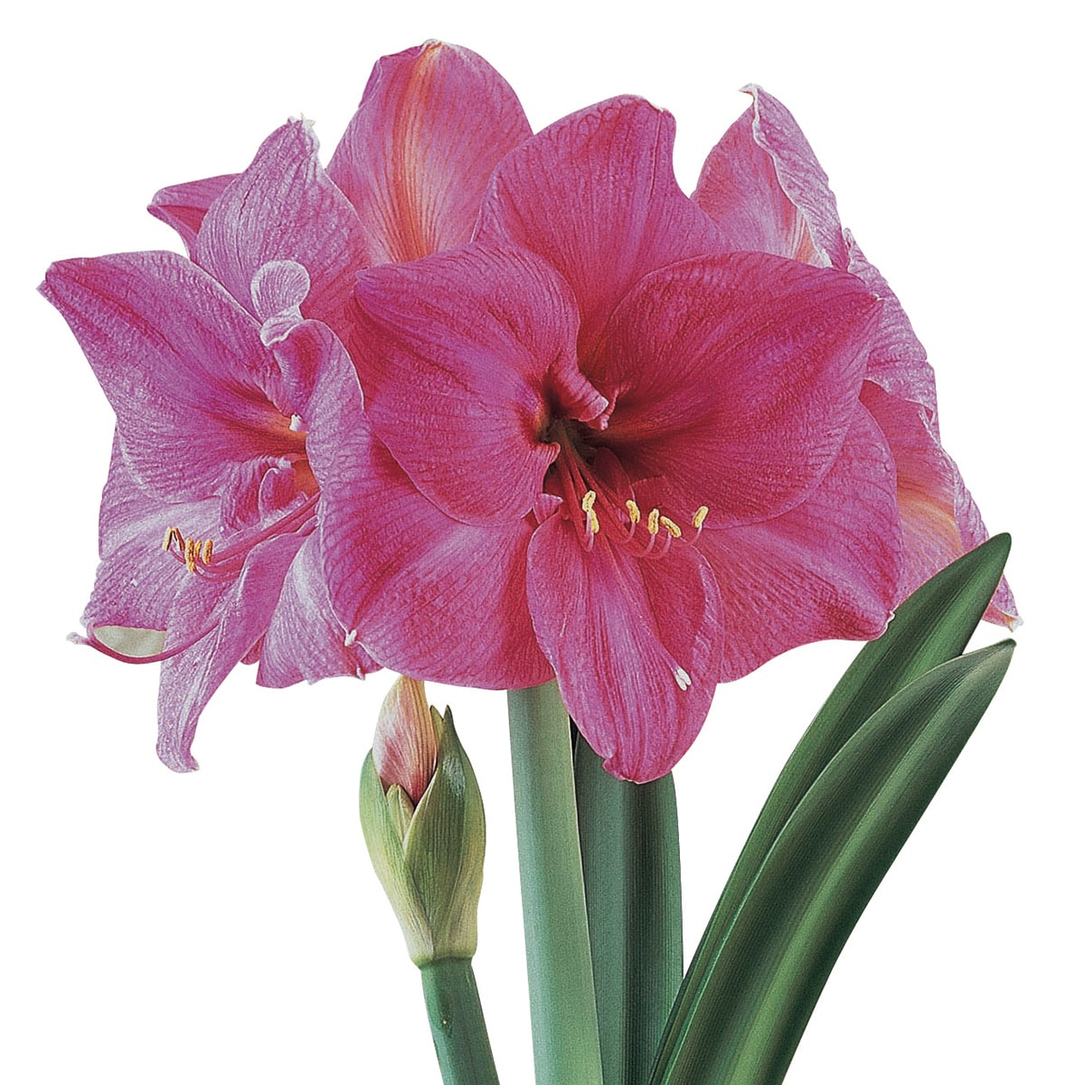 Van Zyverden 88415 Plant-Bulbs - View #2