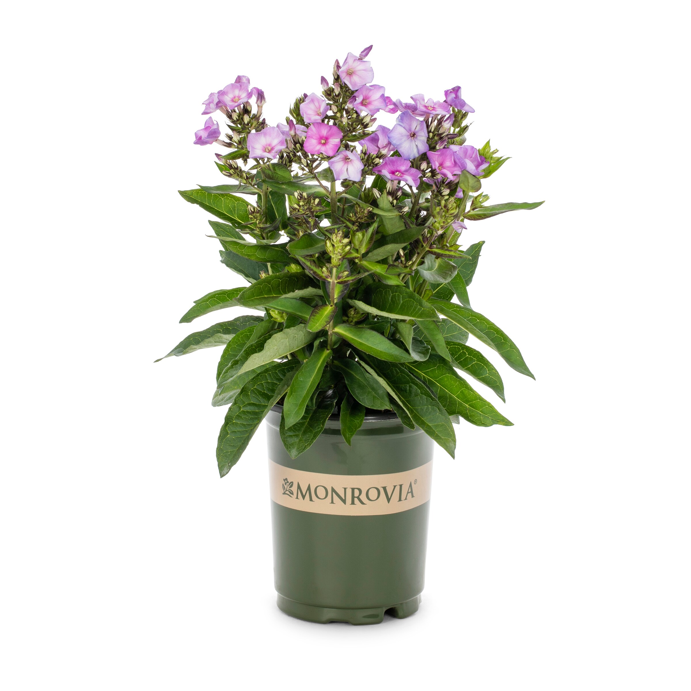 Monrovia NURSERY Purple Phlox Plant in 1.00 -Quart Pot 1.0 -Pack