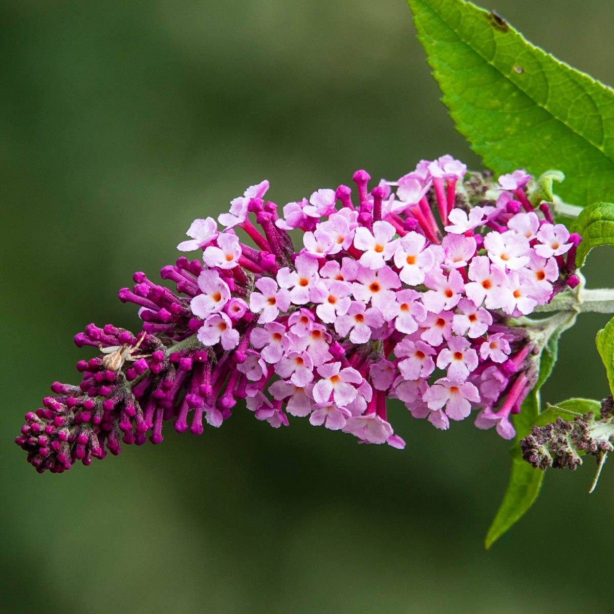 Flowering Perfect Pyramid Butterfly Bush Plants, Bulbs & Seeds at Lowes.com