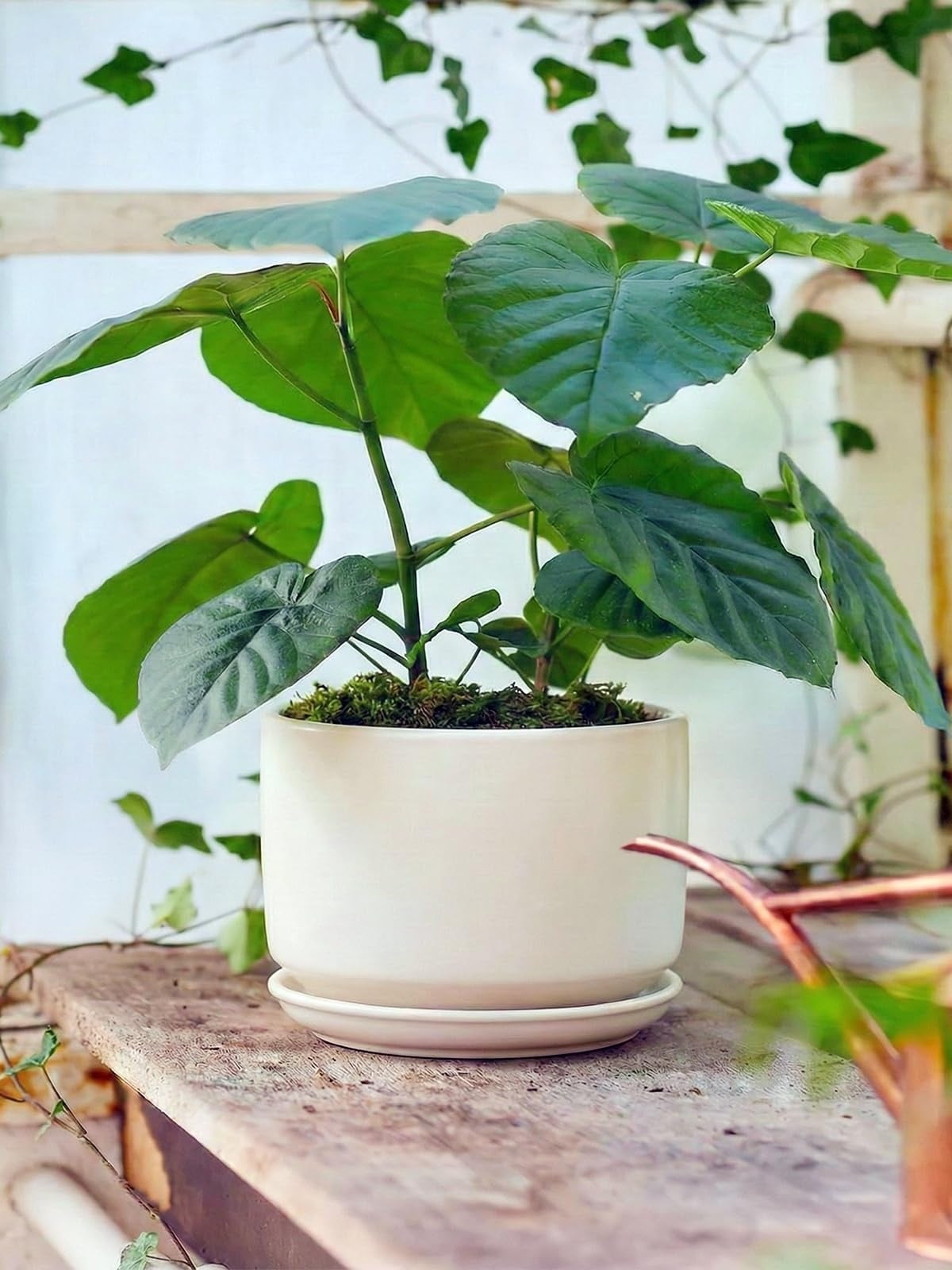 Afoxsos LAF0420P14 Planter-Window-Box - View #5