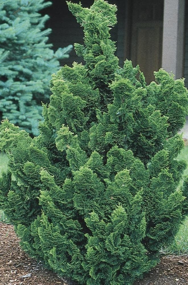 Lowe's NURSERY -Gallon Feature Hinoki False Cypress In pot (with soil)