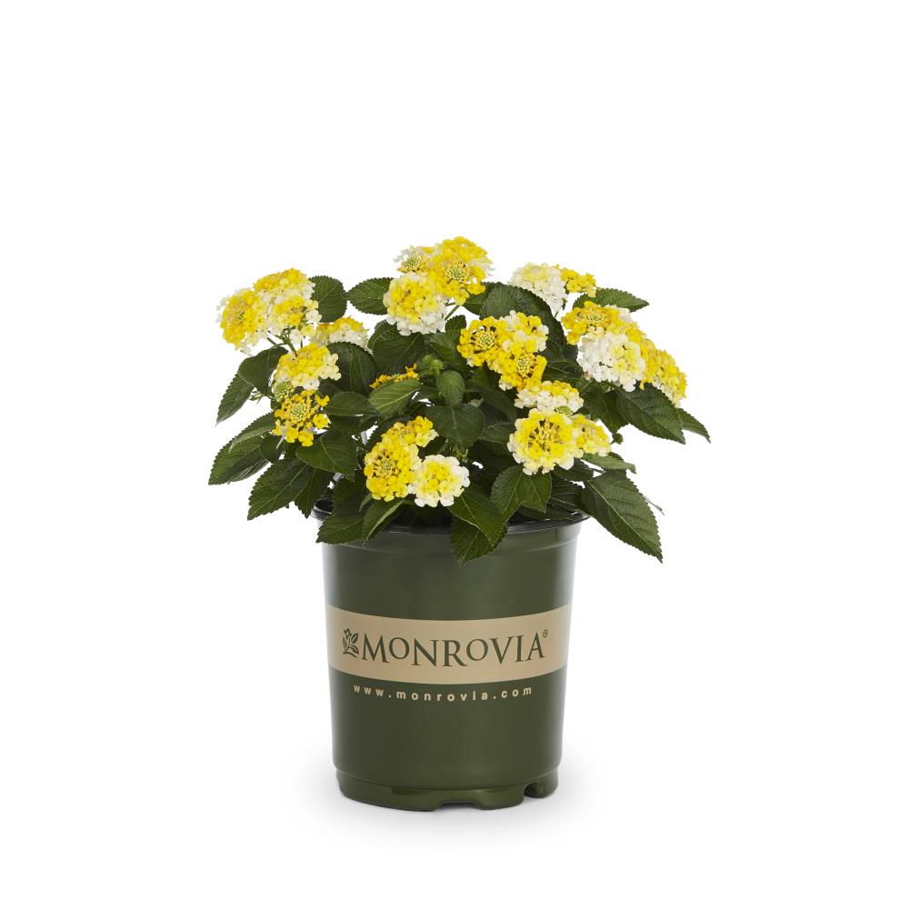 Monrovia NURSERY Multicolor Lantana in Quart(s) Pot