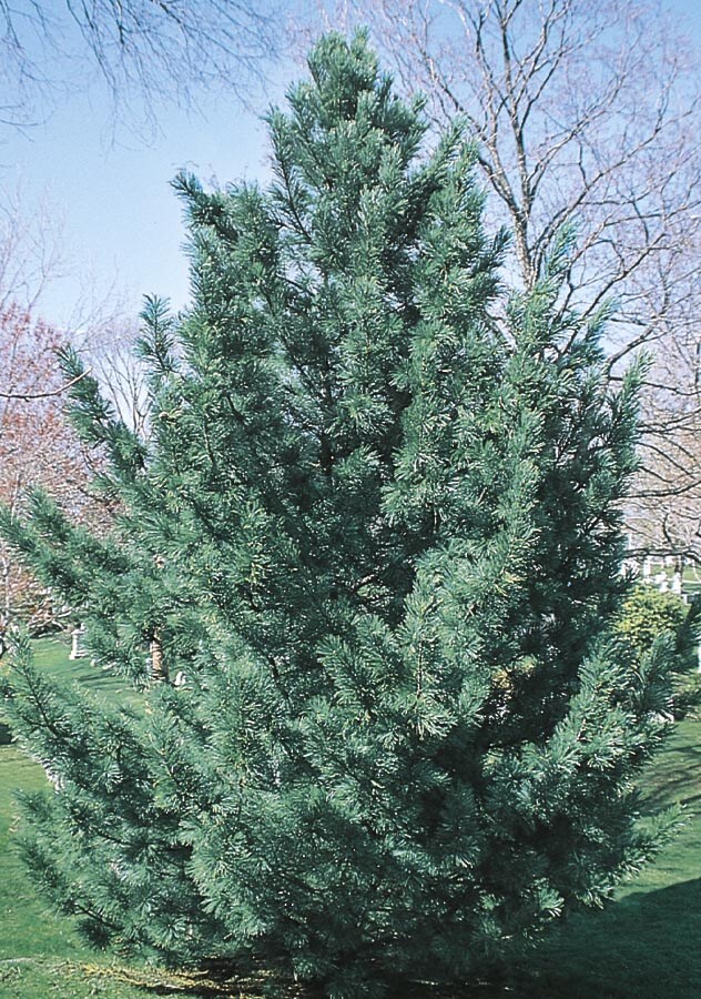  NURSERY 12.07-Gallon Insignificant Feature Tree Vanderwulf's Pyramid Limber Pine