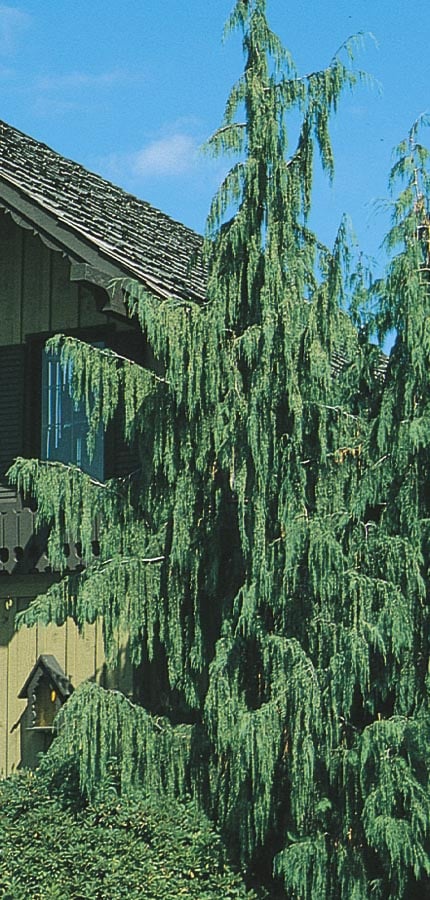  NURSERY 6-Gallon Insignificant Feature Tree Weeping Alaskan Cedar