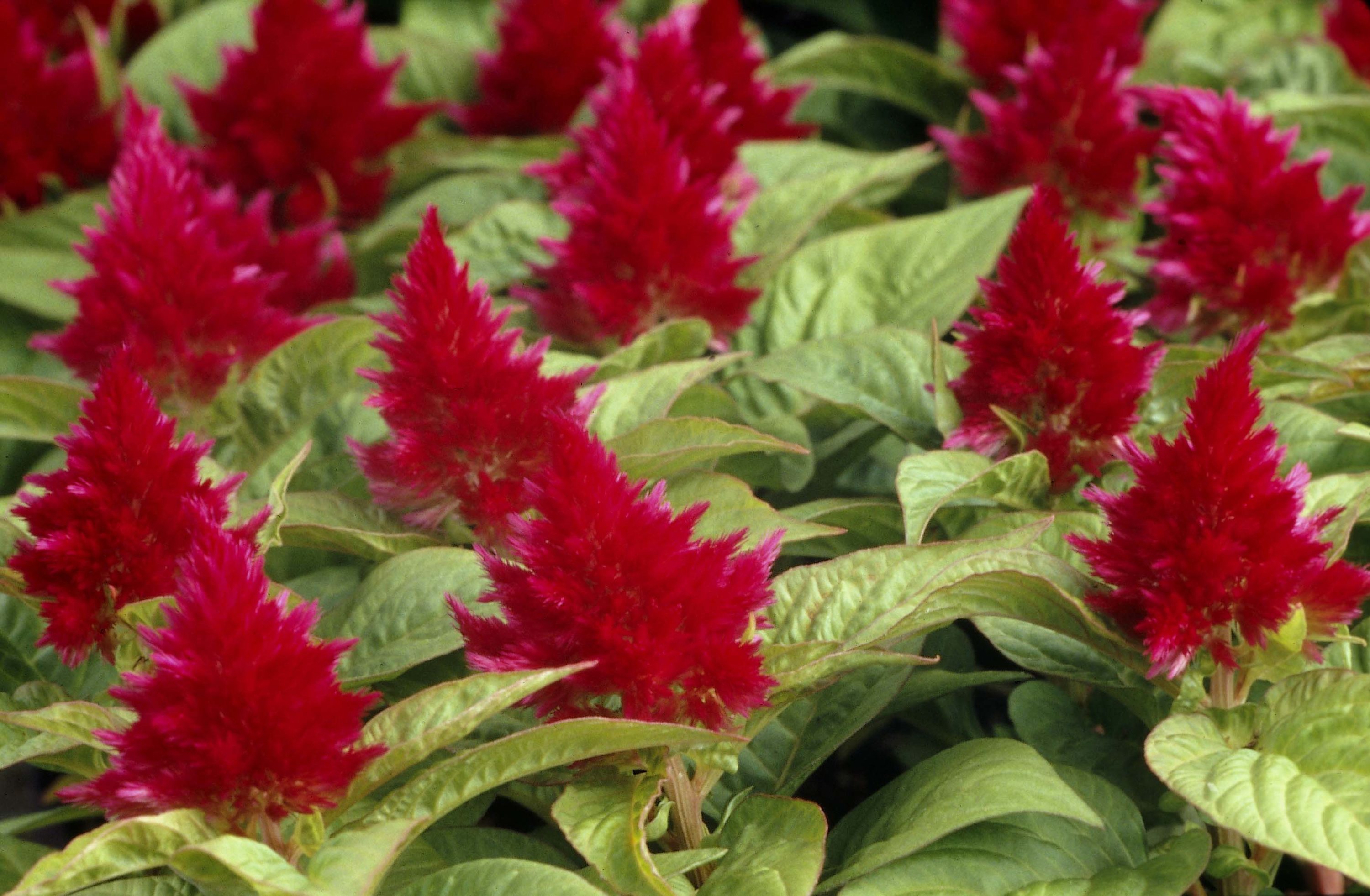 Lowe's 1-1402 annuals - View #2