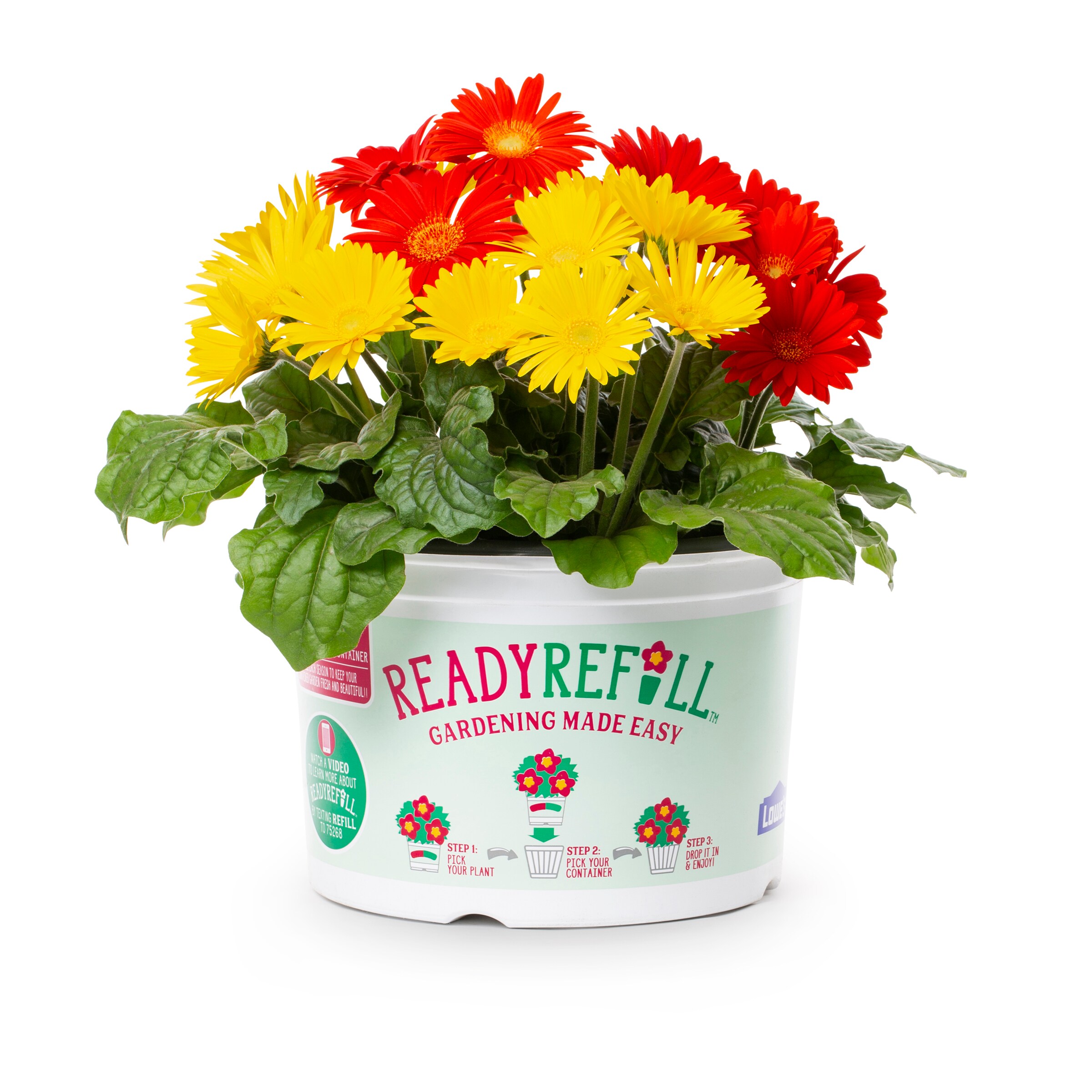 Lowe's NURSERY Multicolor Gerbera Daisy in 3 Quart(s) Pot