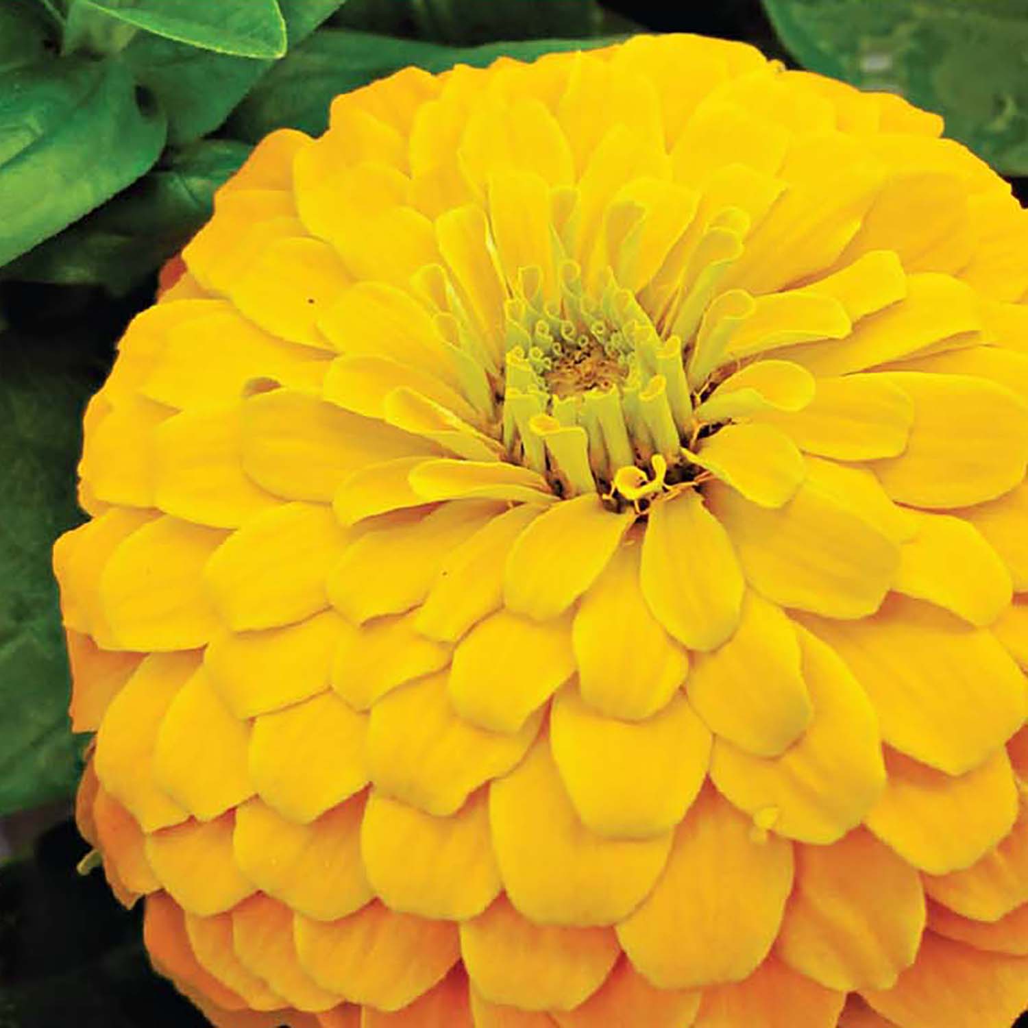 Ferry-Morse LC25.4141 seeds - View #3